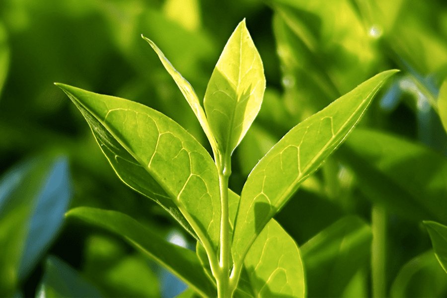 Avantages pour la santé du thé vert - Camellia sinensis plant