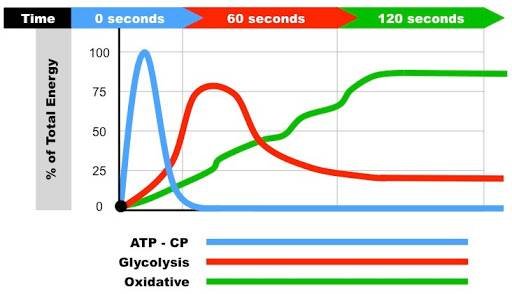 Comment démarrer l'entraînement de gymnastique - Fitness, 1 rep max, entraînement, entraînement d'endurance, exercice de poids corporel, callisthénie, mobilité, flexibilité, anneaux, appui-main, systèmes énergétiques, équilibre statique, tractions, appui sur le poirier, rangées, assis en L, force de la main , entraînement au poids du corps