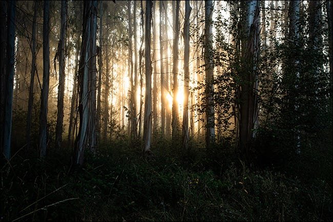 lever du soleil à travers les arbres