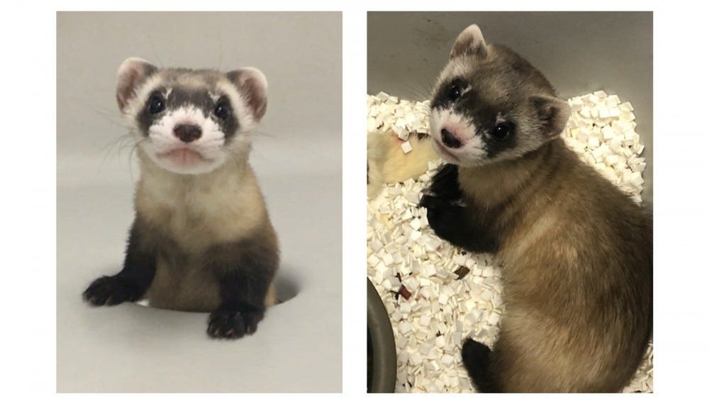 Deux photos d'Elizabeth Ann, le premier furet aux pieds noirs cloné.