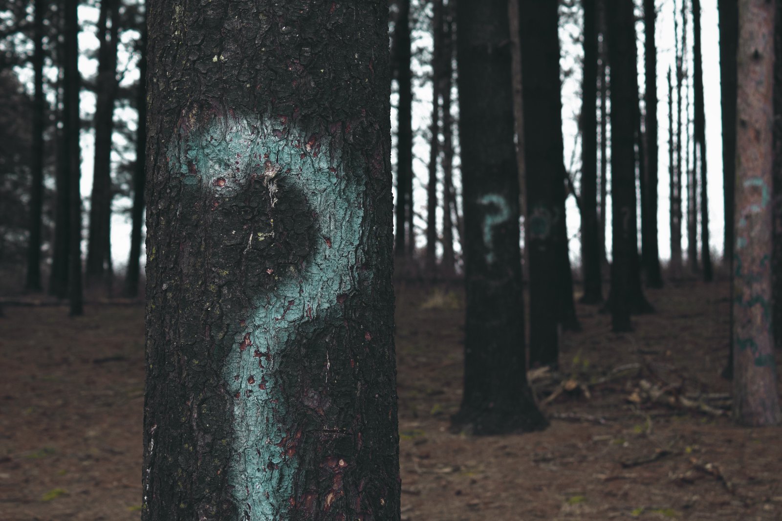 Image pour publication