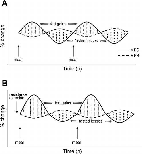 La distribution des protéines a-t-elle un effet sur la masse musculaire?  - Fitness, système immunitaire, entraînement en résistance, protéines, hypertrophie, programmation Elite, leucine, synthèse de protéines, bodybuilder, combustion des calories, reconstruction, The Recovery Guide