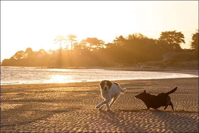 chiens courant sur la plage