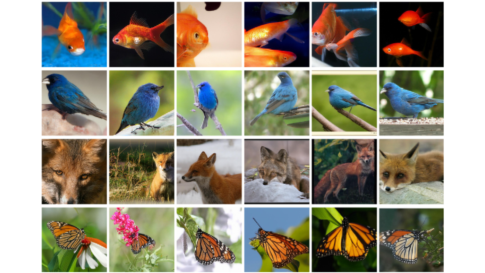 Exemples sélectionnés de générations d'images naturelles 256 × 256 conditionnelles de classe pour que le moteur d'IA puisse apprendre.  Chaque ligne contient des exemples d'une classe particulière.