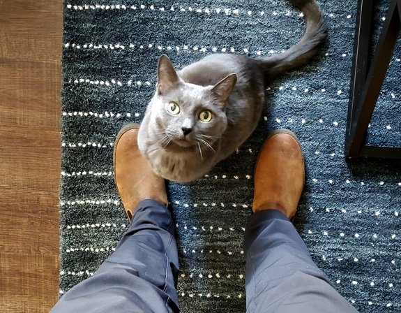 chat gris sur tapis