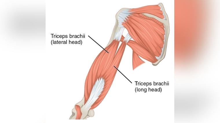 Tableau d'anatomie du muscle triceps