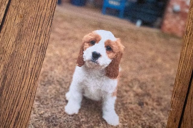 Comment faire un déjeuner d'art de nourriture pour chien chiot pour vos enfants !