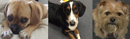 Un panel de trois chiens de race mixte.