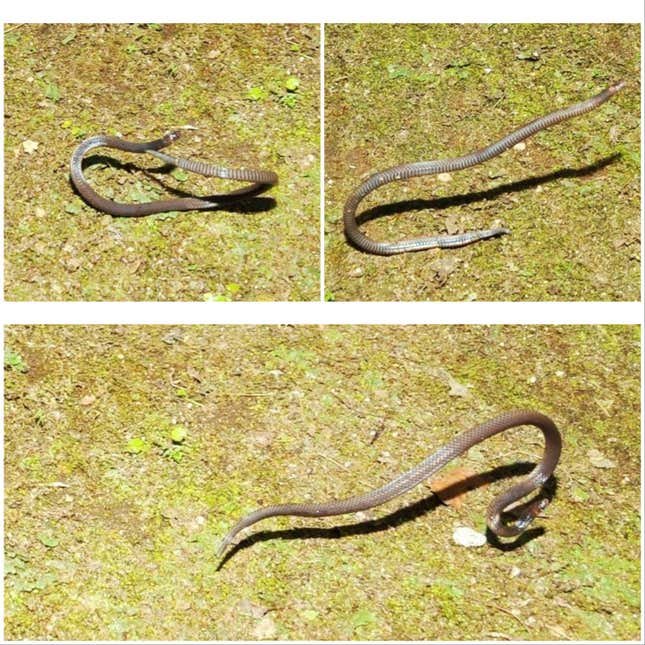 Le serpent de récif nain capturé par la caméra s'éloigne, dans le sens des aiguilles d'une montre à partir du haut à gauche.