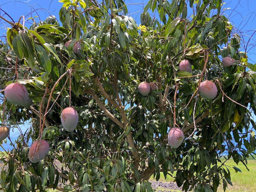 La mangue Keith est tellement bonne