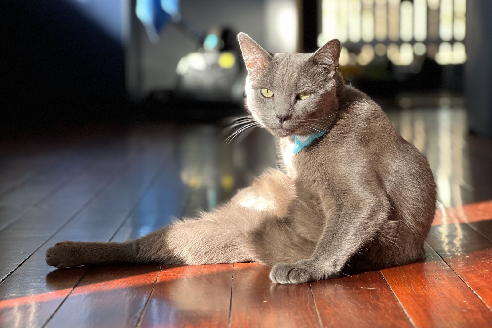 Roger le chat dans une pose idiote.