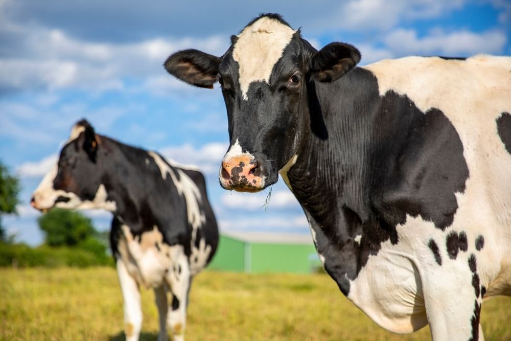 Troupeau de vaches laitières au milieu de champs à la campagne en France.