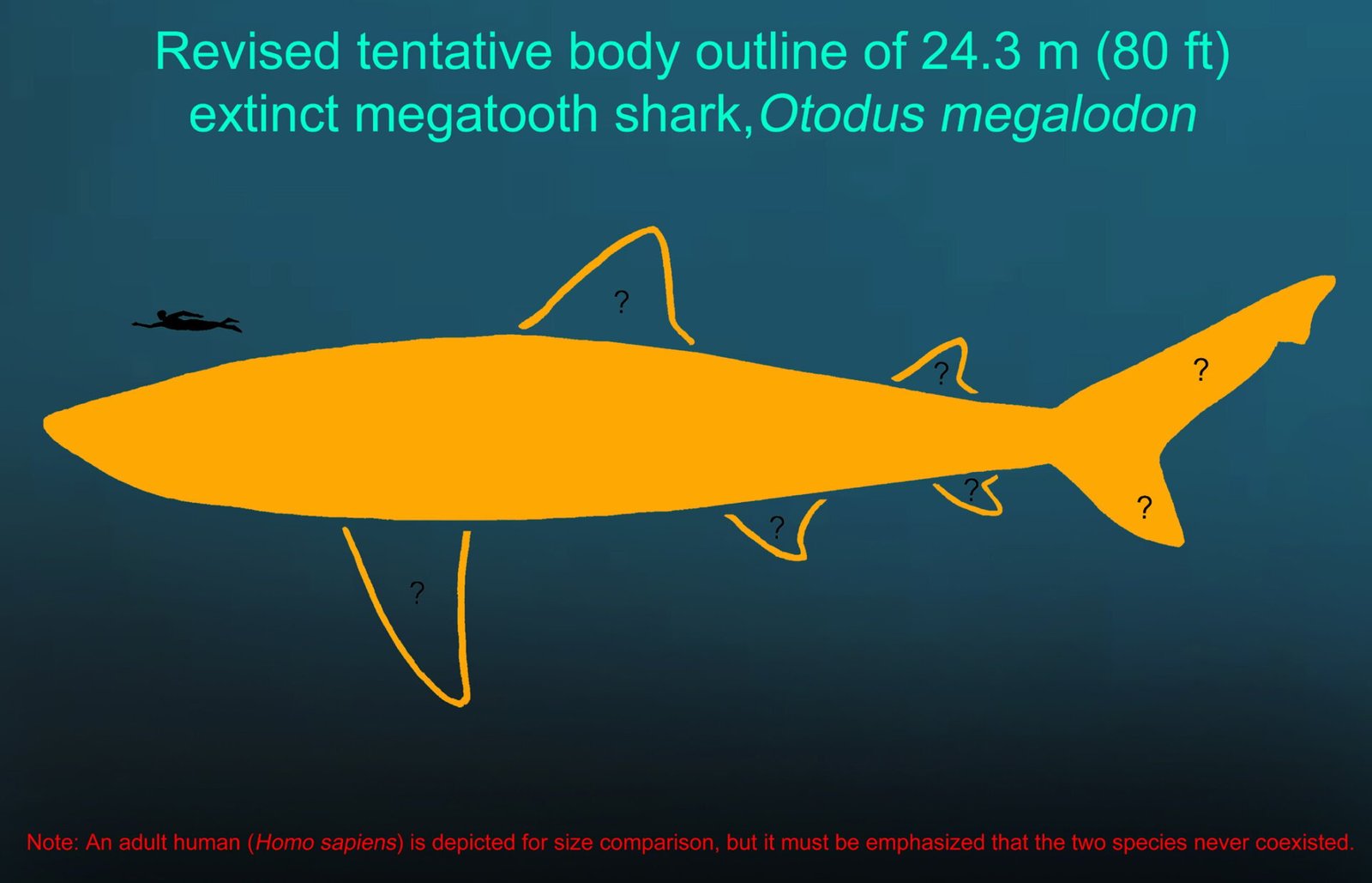 IllustrationForPressRelease (révisémegalodonbiology) Embargod jusqu'au 10 mars 2025 1201h GMT