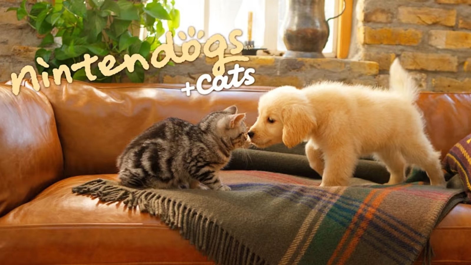 Une image marketing pour Nintendogs + Cats avec un chiot Golden Retriever et un chat noir et brun.