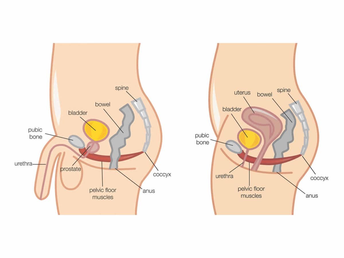 Diagramme illustré des muscles du plancher pelvien
