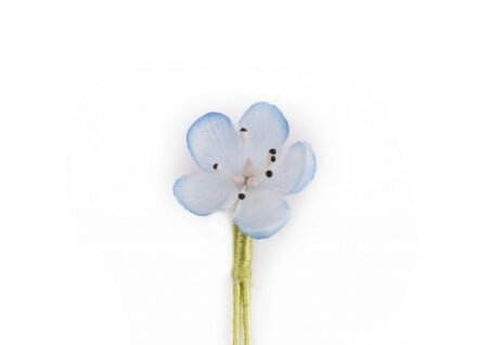 Bleu clair Veronica persica butonniere boutonnière fleur de fleur