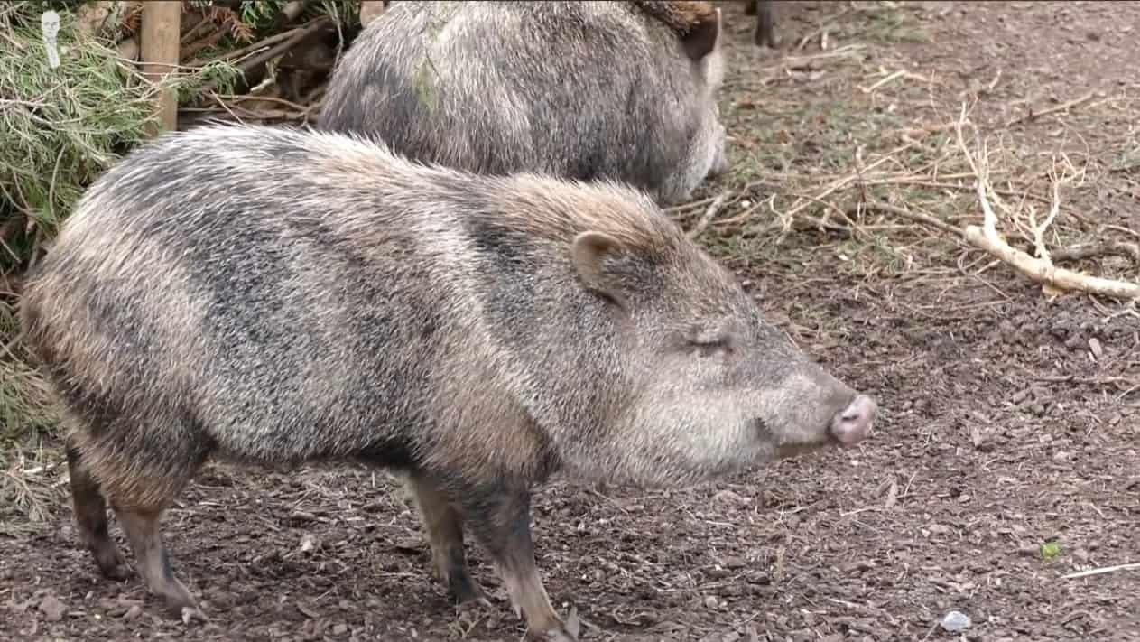 Le pécari est un animal ongulé ressemblant à un cochon.