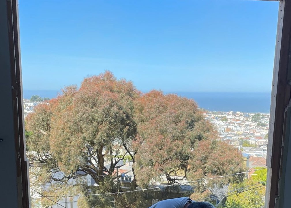 Vue dégagée sur l'océan au niveau inférieur grâce à un immense eucalyptus