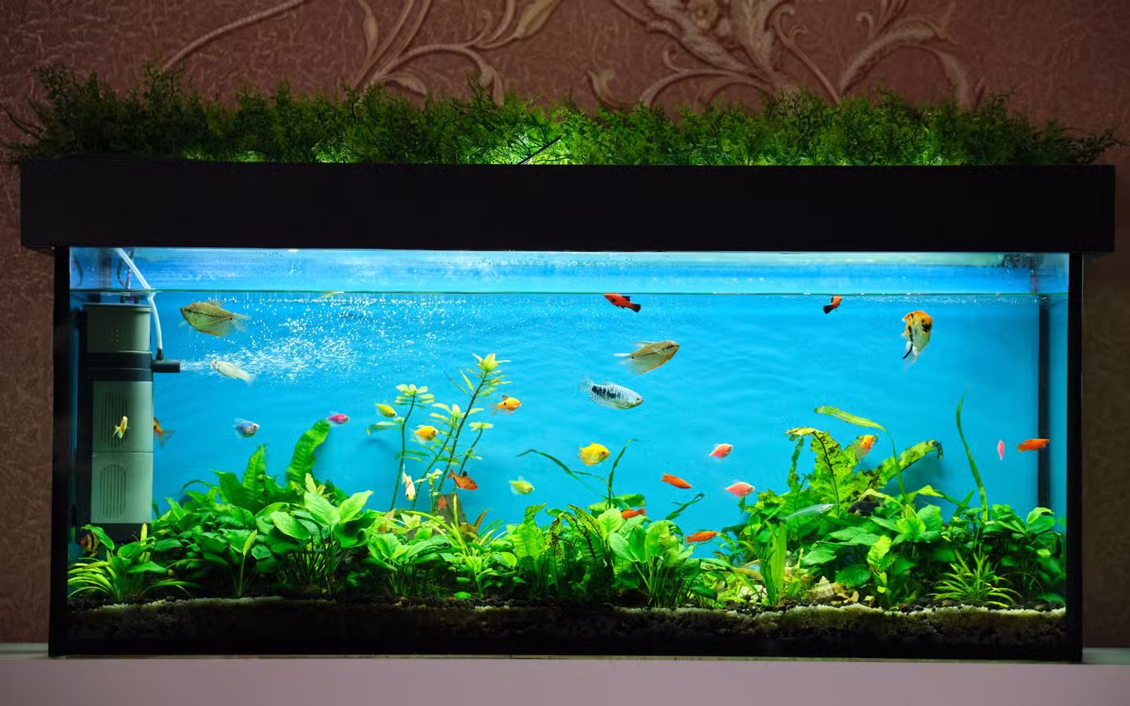Aquarium avec des poissons dedans.