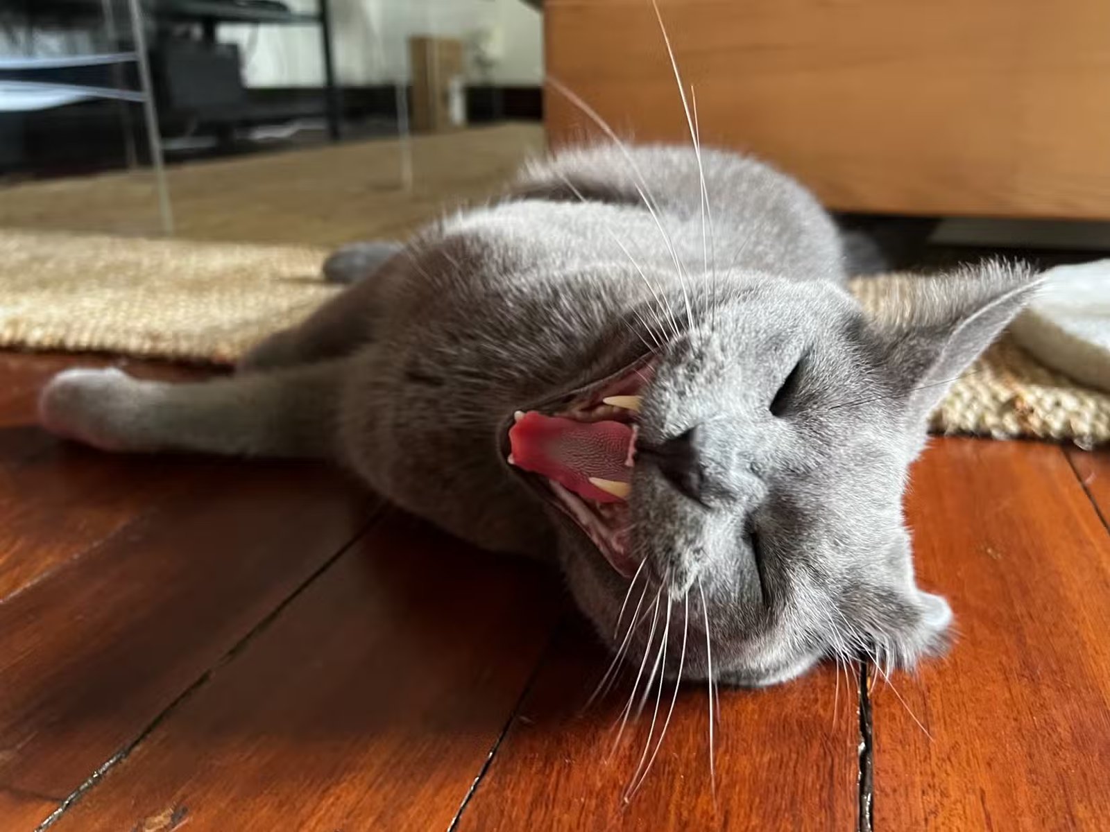 Roger le chat miaule dans une photo d'action.