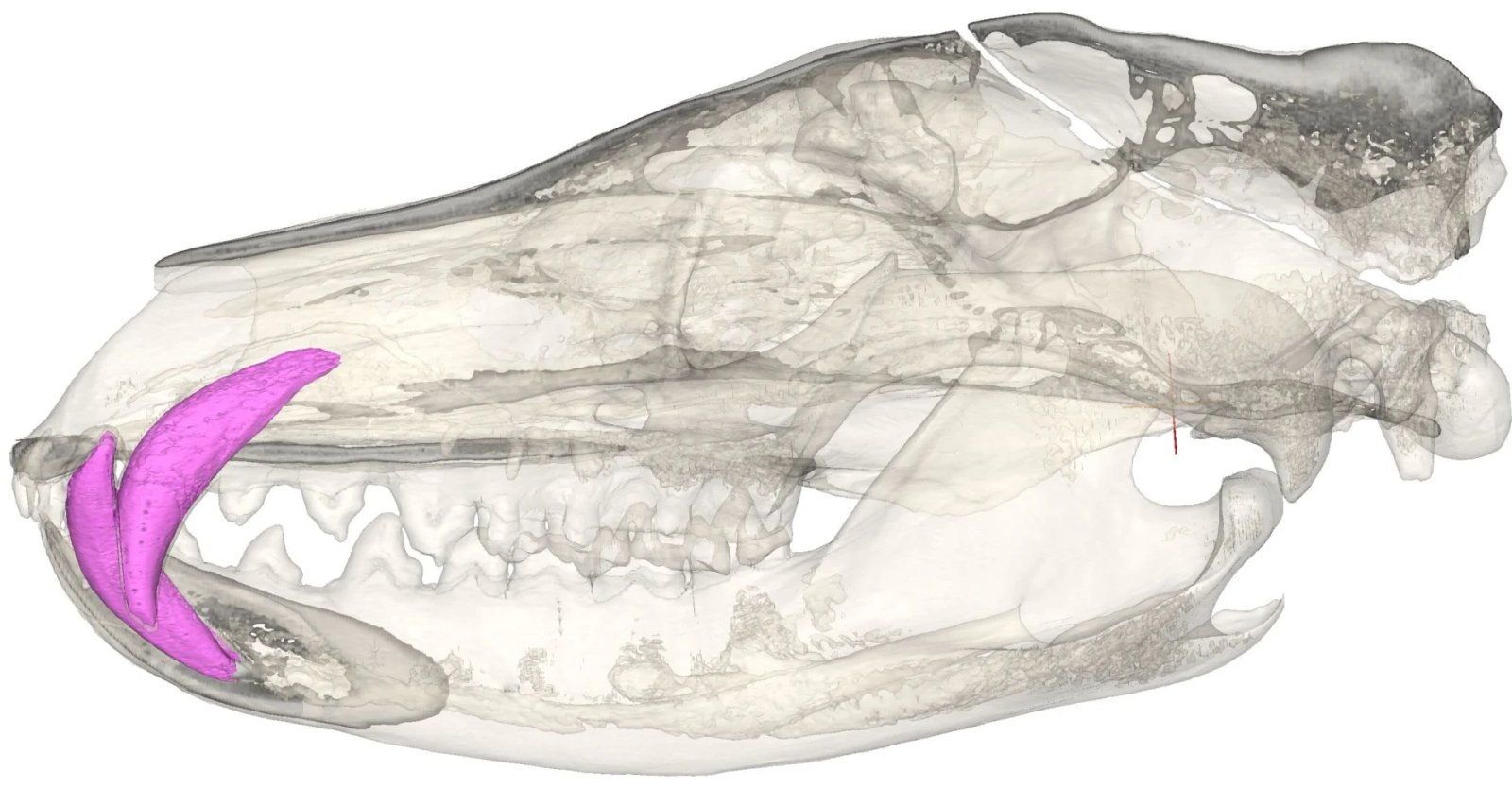 Ct Scanné Crâne De Thylacine Canines Roses