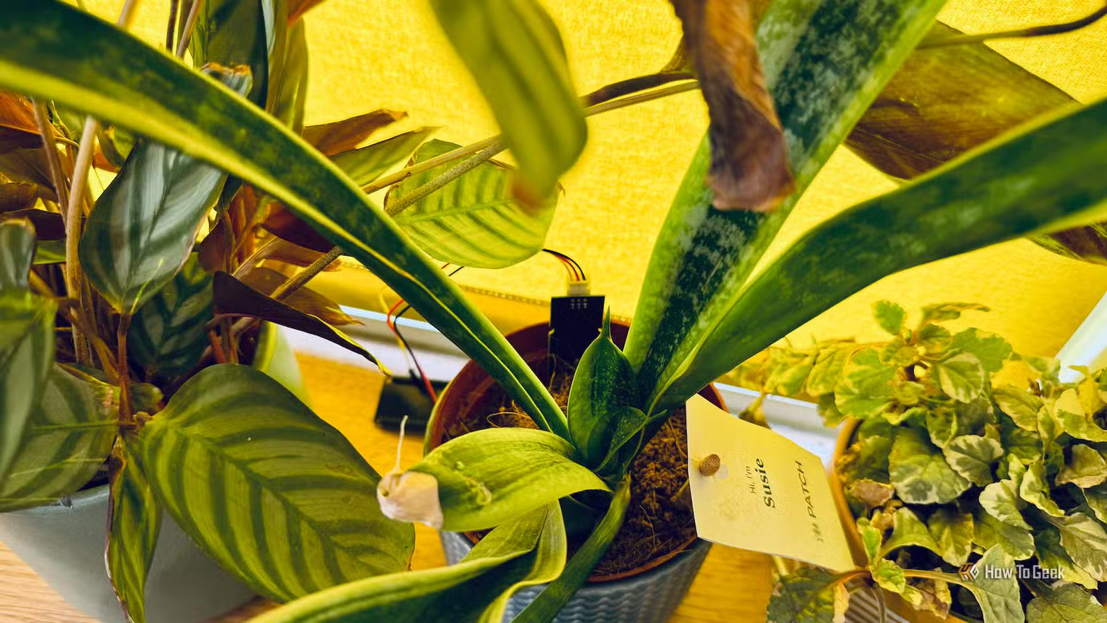 Un pot de fleurs avec un capteur d'humidité du sol connecté à un ESP32.
